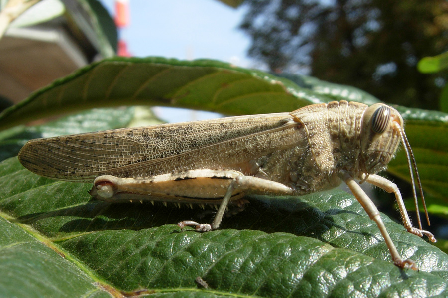 Anacridium aegyptium